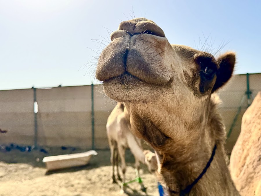 Bahrain Tours by Bahrain Fun Tours W.L.L — photo 2