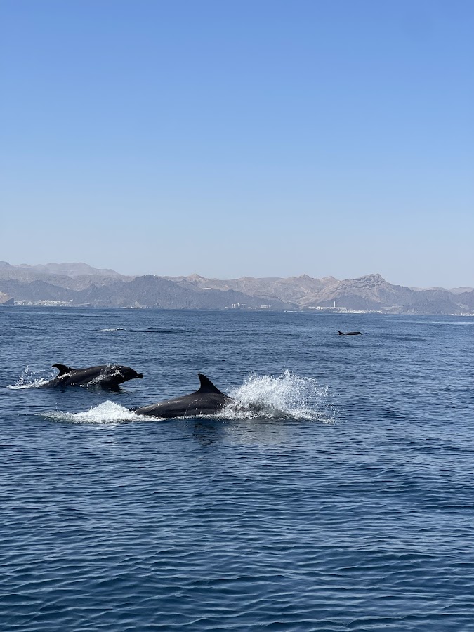 MUSCAT YACHT CLUB - Sea Tour Cruise Operator — photo 2