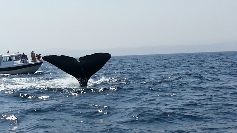 Az'Zaha Tours Muscat - Dolphin Watching Special Offer