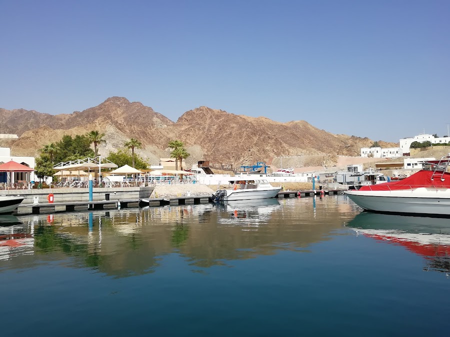 Az'Zaha Tours Muscat - Dolphin Watching Special Offer — photo 2