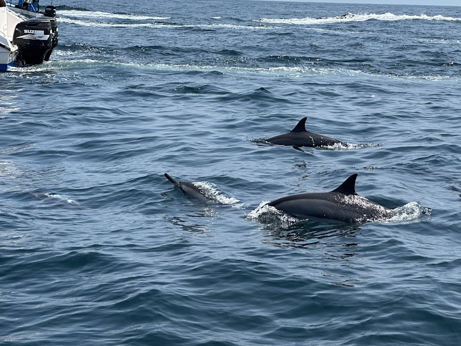 Az'Zaha Tours Muscat - Dolphin Watching Special Offer — photo 3