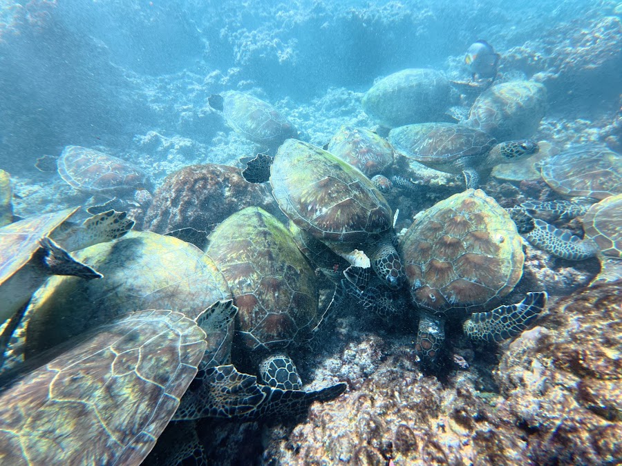 Royal Marine Tours_Oman Daymaniyat Island — photo 5