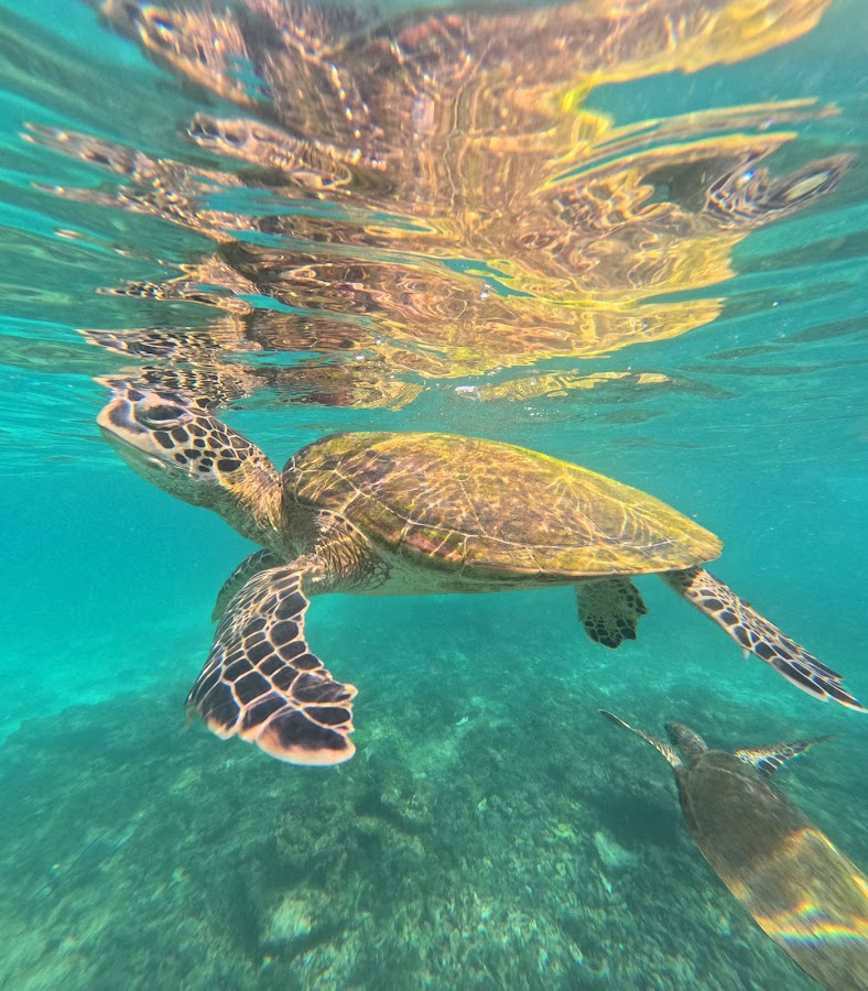 BlueWave Oman - Snorkeling & Boat Tours Muscat — photo 4