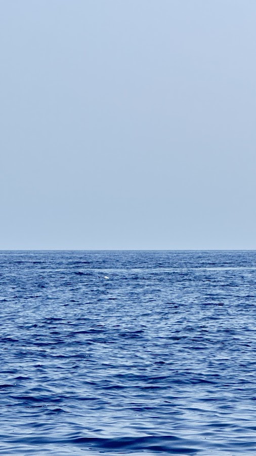 Royal Blue Marine Tourism - Best Sea Tours Operator In Muscat - Dolphin Watching — photo 4