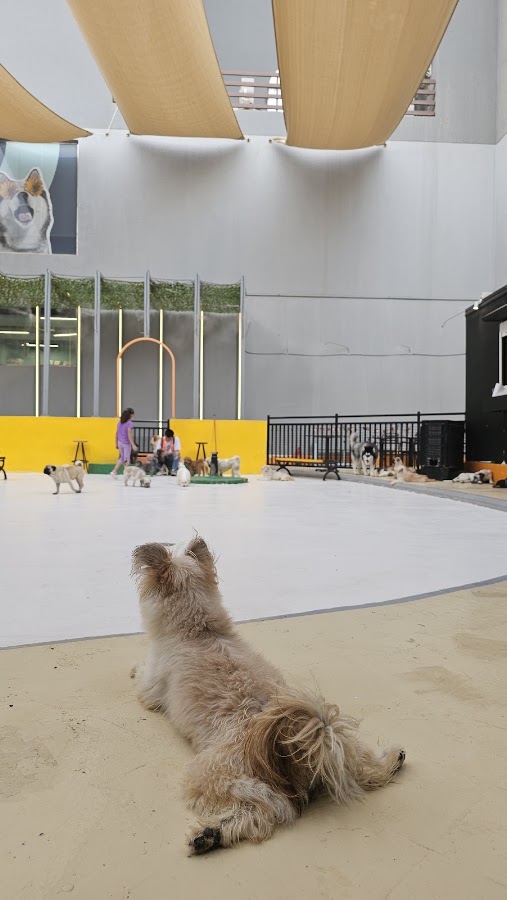The Social Pup — photo 2